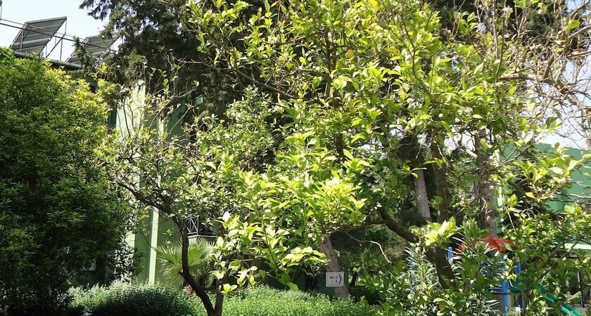 Larissa Hotel Beldibi