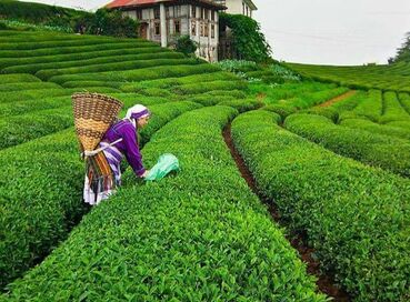 FURTUNA KARADENİZ TURU (3 GECE KONAKLAMALI)