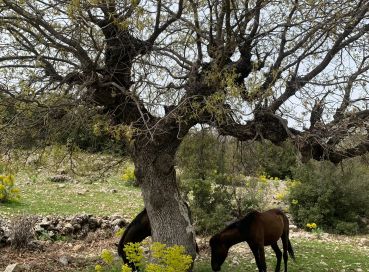 BATI LİKYA TREKKİNG TURU – 2. KISIM (KALKAN-KAŞ)