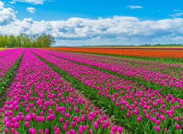 SALDA GÖLÜ LAVANTA BAHÇELERİ TURU