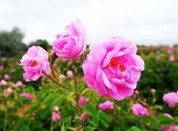 SALDA GÖLÜ LAVANTA BAHÇELERİ TURU