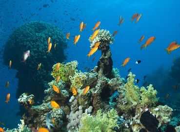 Tailwind Air İle Sharm El Sheikh Turu / 3 Gece 4 Gün