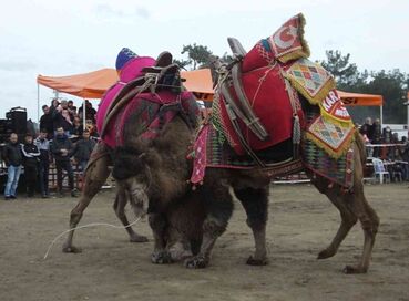 BURHANİYE ZEYTİN VE ZEYTİN YAĞI FESTİVALİ TURU