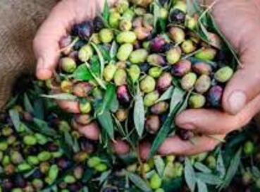 BURHANİYE ZEYTİN VE ZEYTİN YAĞI FESTİVALİ TURU