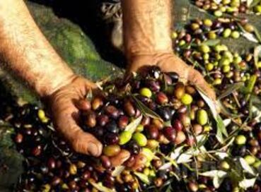 BURHANİYE ZEYTİN VE ZEYTİN YAĞI FESTİVALİ TURU