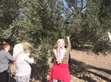 BURHANİYE ZEYTİN VE ZEYTİN YAĞI FESTİVALİ TURU