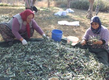 BURHANİYE ZEYTİN VE ZEYTİN YAĞI FESTİVALİ TURU